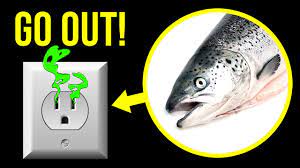 Bans are given out immediately and serve as a warning. If You Smell A Fishy Odor Get Out Of Your House Immediately Youtube
