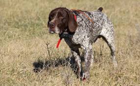We are located in southwest minnesota but are able to coordinate pick up in the twin cities or surrounding area. German Shorthaired Pointer K9 Research Lab