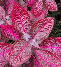 Le nuove piante da interni più cool hanno le foglie rosa, sono di gran moda e ultra femminili. Iresine Amaranthaceae Come Curare E Coltivare Le Piante Di Iresine