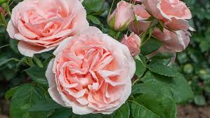 A great rose for both event work and everyday shop orders. Beautiful Garden Roses Available For Your Wedding From Lamberts Flower Company Welwyn Garden City