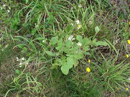 Image result for Raphanus