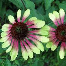 Echinacea Green Envy Flowers Perennials Garden Flowers Perennials Fragrant Flowers