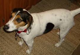 Jack A Bee Puppy 2025