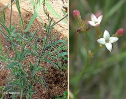 Image result for Kohautia