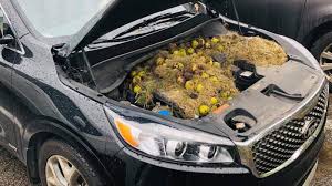 We did not find results for: Motoloju Expert Posts Facebook