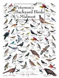 Backyard Bird Identification Chart Birds Of The Acidmind Info