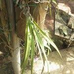 Image result for Ancistrorhynchus clandestinus