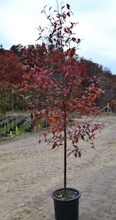 The most common flowering crabapple trees material is paper. 10 Prairifire Crabapple Tree At Menards