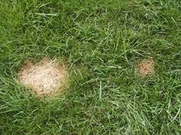 Summer Lawn Diseases