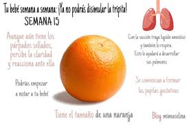 Semana 15 De Embarazo Mi Bebe Es Como Una Naranja Blog Mimuselina
