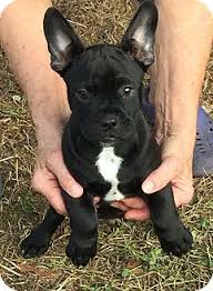 French bulldog puppies for sale and dogs for adoption in washington, wa. North Ft Myers Fl French Bulldog Meet Black Bart A Pet For Adoption