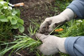 Weed control is always a hot topic for gardeners. 6 Top Weeding Tips For Your Garden