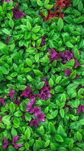 We did not find results for: Azalea Leaves Flowers Plant Wallpaper 1440x2560 Plant Wallpaper Purple Wallpaper Iphone Flowery Wallpaper