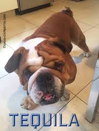 Peanut, pepper, and mochi are some of. 600 Unforgetabble Bulldog Names To Begin A Beautiful Friendship