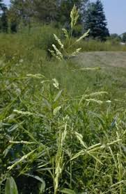 Image result for Leersia