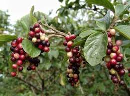 Image result for Antidesma