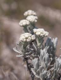 Image result for Eriocephalus microphyllus