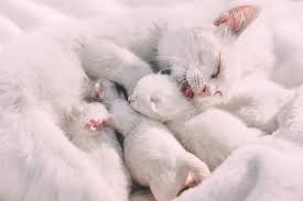 Yavru Kedi Saglikli Beslenme Ipuclari Enpati Net Kedi Beslenmesi