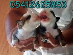 Satilik English Bulldog Bulldog Ingiliz Bulldog Ingiliz