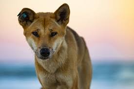 6 Australian Dog Breeds
