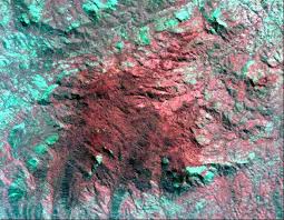 Image result for Tricalysia acocantheroides