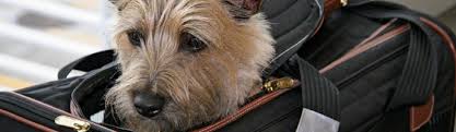 Reiseplanung fängt mit kayak an. American Airlines Pet Policy Tripswithpets Com
