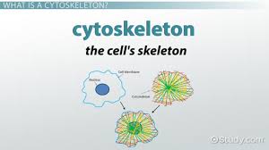 Cytoskeleton Structure Function
