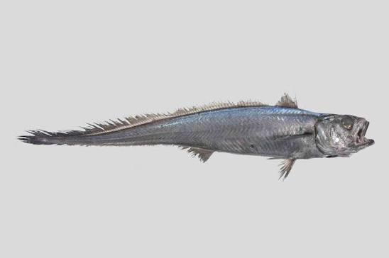 Macruronus novaezelandiae