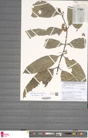 Image result for Craterispermum