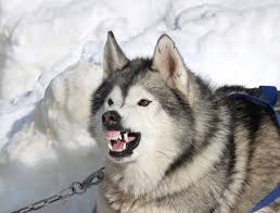 Bite Force Life With Siberian Huskies