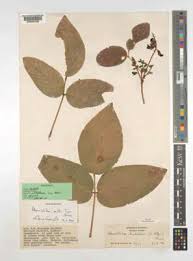 Image result for Adenodolichos punctatus