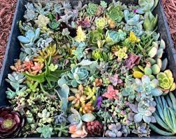 Image result for Trochomeria