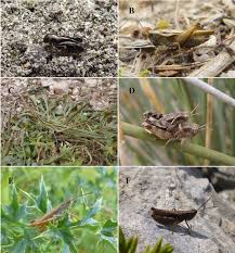 They are among what is probably the most ancient living group of chewing herbivorous insects, dating back to the early triassic around 250 million years ago. Diversity Of Croatian Caelifera Tridactylidae Tetrigidae Acrididae Download Scientific Diagram