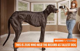 I guess this dog is great in more than one way! How To Breed Great Danes Breeding Practices Litter Size Health