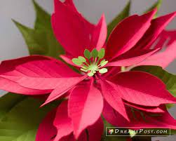 Paper Poinsettia Template And Step By Step Tutorial Mason Jar Crafts Diy Paper Flowers Paper Crafts