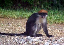 Image result for Pleurolobus tanganyikensis