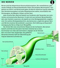 Neúron, deutsch ‚faden', ‚sehne' oder auch ‚schnur', ‚saite', ‚nerv') handelt es sich um parallel verlaufende nervenfasern (zellfortsätze: Nerv Aus Dem Gesundheitslexikon Gesundheit Medizin Und Heilkunde Auf Wissen De