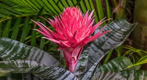 Check spelling or type a new query. Watering Bromeliads House Plants Flowers