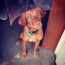 Handsomedogs Meet Tadler A 5 Month Old Vizsla Puppy Vizsla Vizsla Dogs Red Tick Coonhound