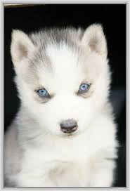 Maybe you would like to learn more about one of these? 48 Baby Huskies Wallpaper On Wallpapersafari