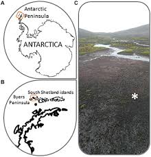 Check spelling or type a new query. Frontiers Carbon Pathways Through The Food Web Of A Microbial Mat From Byers Peninsula Antarctica Microbiology