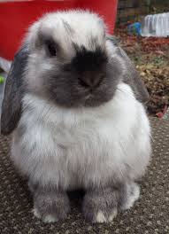 Black And White Holland Lop Bunny For Sale Baby Bunnines For Sale Radical Rabbits Holland Lops Mini Rexes With Images Mini Lop Bunnies Rabbit Lop Bunnies