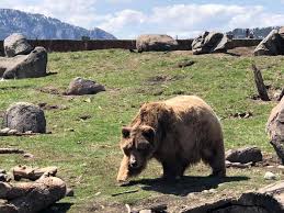 Check spelling or type a new query. Brutus The Bear Montana Grizzly Encounter Facebook