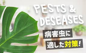 モンステラの病害虫対策 葉が黄色く変色したときなどの対処法 部屋green