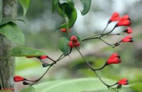 Image result for Erythrina livingstoniana