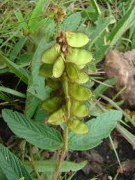 Image result for Crotalaria huillensis
