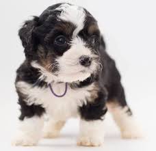 They can be wary around strangers so it is important to socialize them as early in life as possible. Bernedoodle Dog Breed Info Pictures Personality Facts Doggie Designer