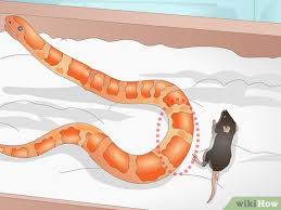 How To Feed A Corn Snake 12 Steps With Pictures Wikihow