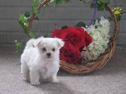 Tea Cup Ve Sifir Numara Maltese Terrier Yavrulari Ucretli Sahiplendirme Tea Cup Ve Sifir Numara Maltese Terrier Yavrulari Cute Animals Dogs Animals
