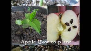 The stem grows upward and toward the light and leaves begin to develop on the stem. How To Plant Apple Seeds In A Pot Youtube
